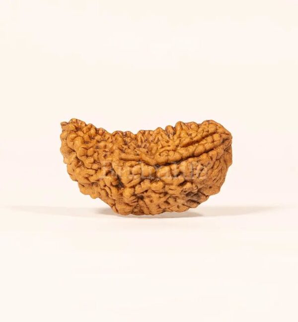 One Mukhi Rudraksh